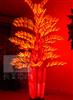 THE Red Betel Palm Tree