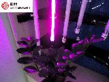 led Plant growth lights 