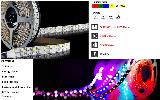144LED 5050SMD IP68 waterproof double line RGB+W Color led strip light