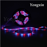 12V 3528 Glued Led Strip Lights with Red and Blue Emitting Color